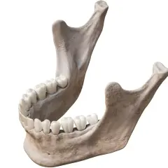 Anatomia żuchwy z zębami. Widoczna jest budowa żuchwy, jej kość i uzębienie.