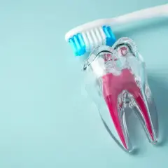 Model zęba z widocznymi kanałami i szczoteczką. Ile kanałów ma ząb 7 dolny?