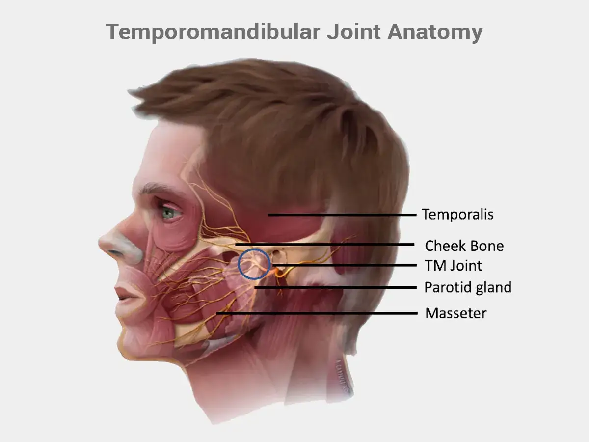 Anatomia stawu skroniowo-żuchwowego, kluczowego dla żucia i mowy. Ból szczęki może być związany z tym obszarem.