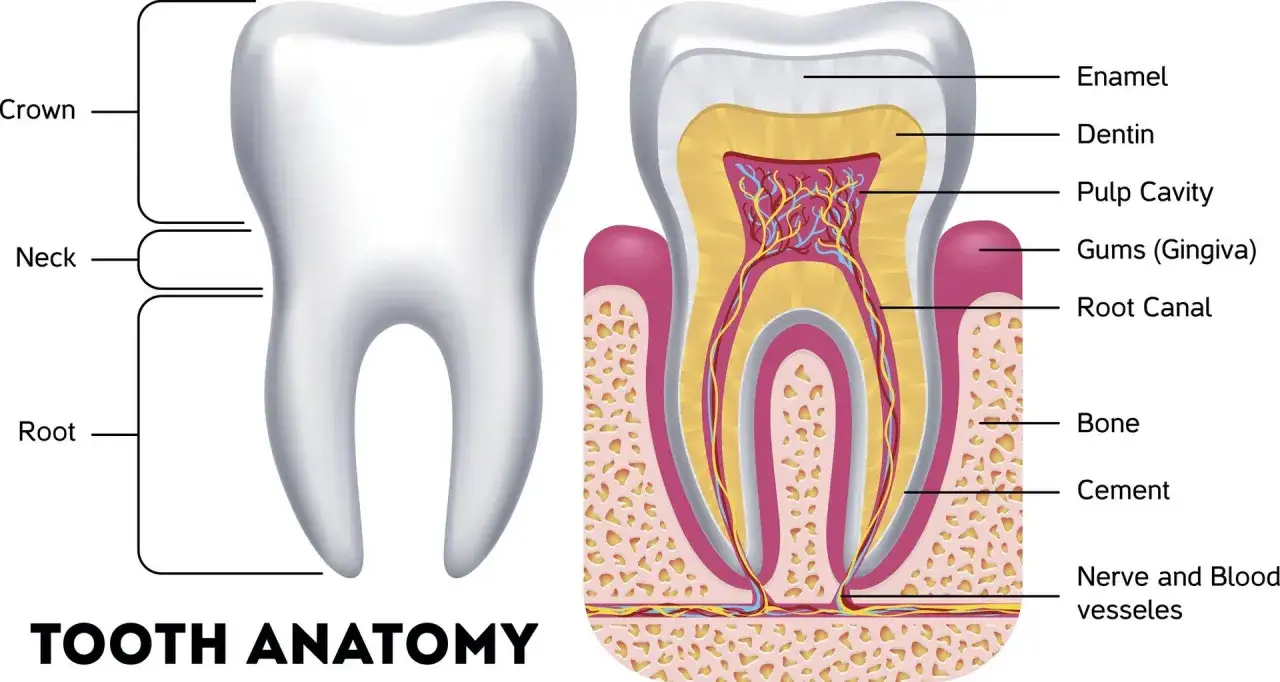 Anatomia zęba: korona, szyjka, korzeń. Przekrój pokazuje szkliwo, zębinę, jamę miazgi, dziąsła, kanał korzeniowy, kość, cement, nerwy i naczynia. Zęby mają jeden kanał korzeniowy.