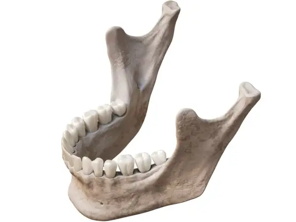 Anatomia żuchwy z zębami. Widoczna jest budowa żuchwy, jej kość i uzębienie.