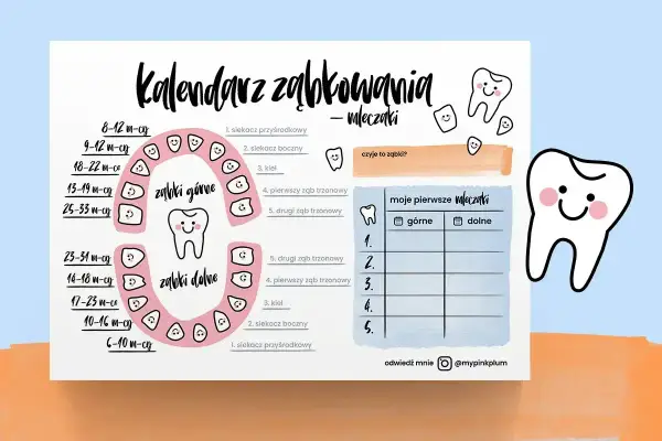 Kalendarz ząbkowania pokazuje, ile jest zębów mlecznych i kiedy wyrastają. Na grafice widać uśmiechnięte ząbki.